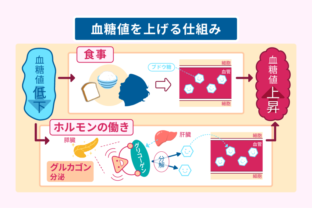 血糖値を上げる仕組み