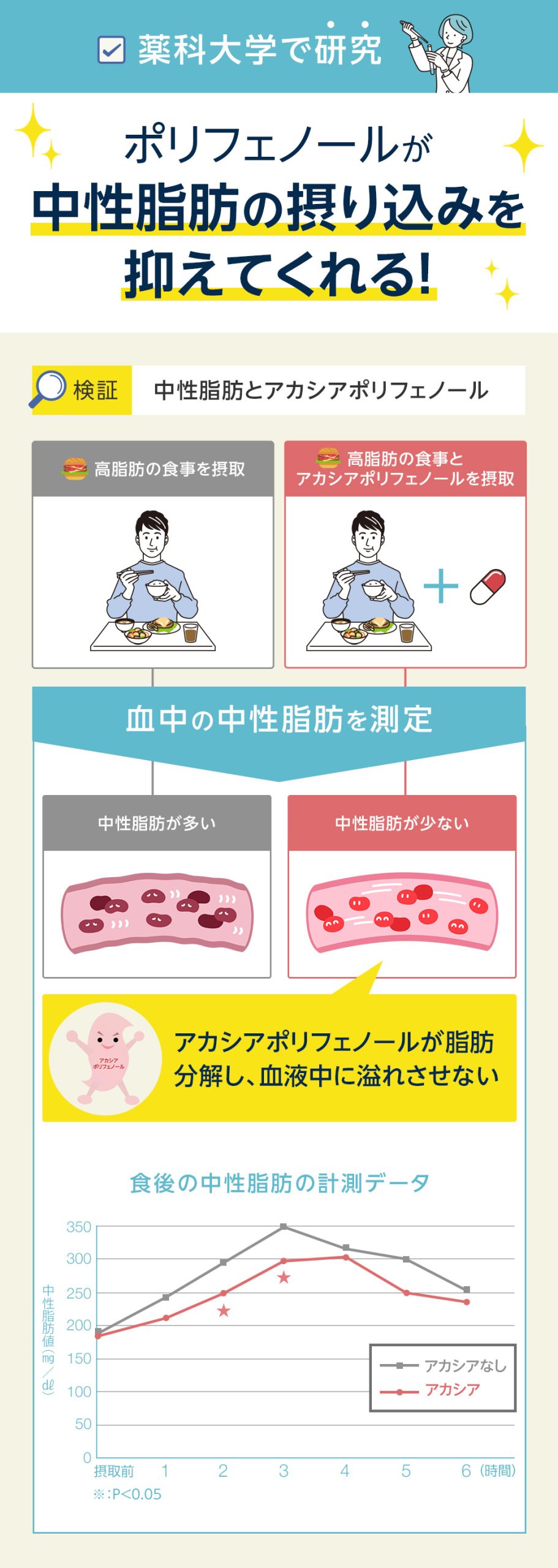 アカシアポリフェノールが中性脂肪の摂り込みを抑えてくれる